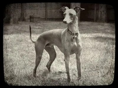 Sighthounds are the slowest dogs.