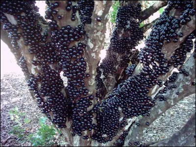 What is the name of the fruit that is harvested in Brazil and that grows on the tree bark ?