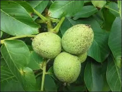 What are these fruits ?