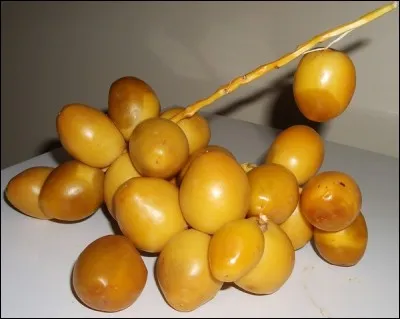 What are these fruits which trees can grow in the South of France, without however giving much fruit ?