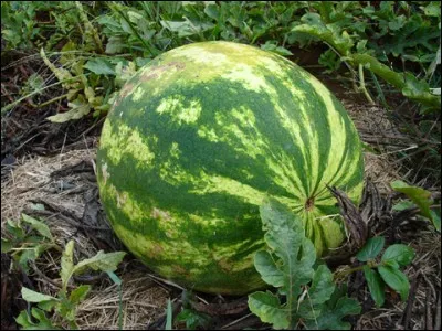 What is this fruit ?