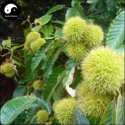 Do you recognize these fruits ?