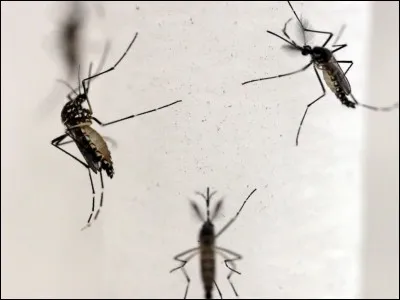 ... aren't just a nuisance. They are considered one of the most dangerous creatures on the planet because they can transmit serious diseases.