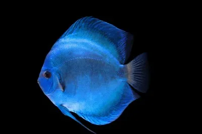 One Fish, Two ... , Red Fish, Blue Fish is a 1960 children's book for learner readers.