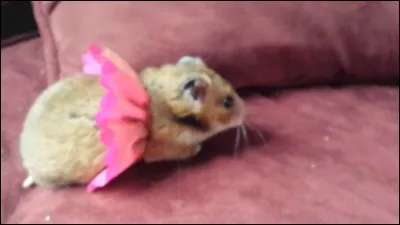 Which country is not taking part in this World Cup?