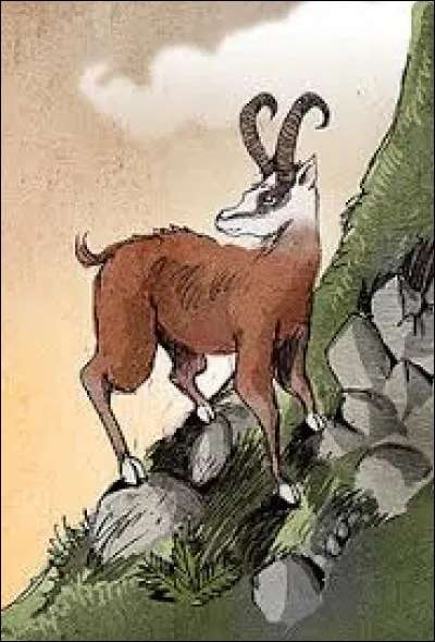 What is the name of this creature ?