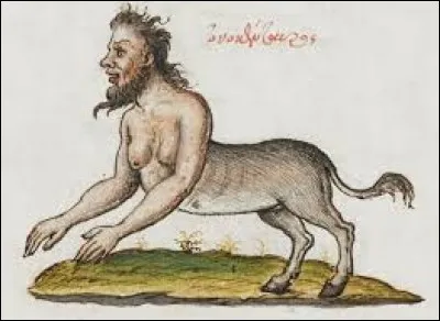 What is the name of this creature ?