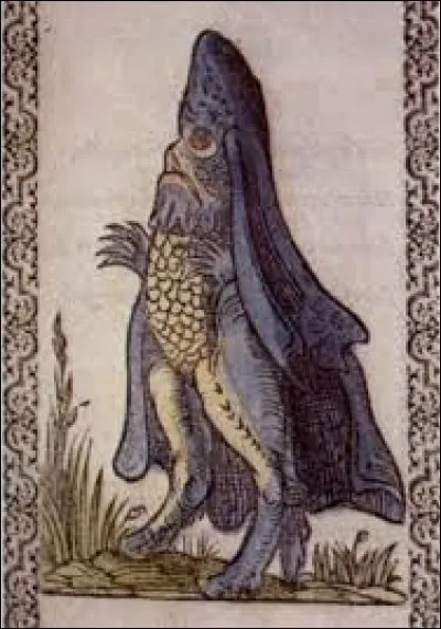 What is the name of this creature ?