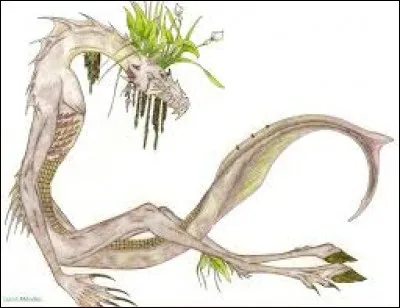 What is the name of this creature ?