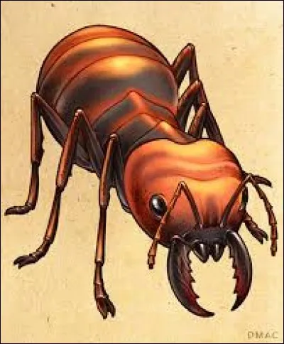 What is the name of this creature ?