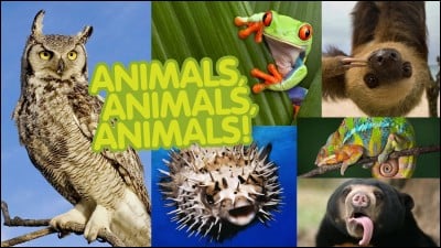 What is your favorite animal out of the four?