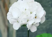Quiz Une image = une fleur (5) - Spécial fleurs blanches