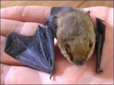 What is the name of the bat's young?