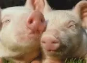 Quiz Les animaux dans les expressions françaises