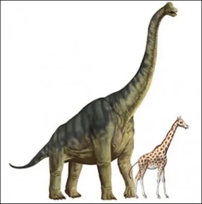 Apatosaurus has a speed of :