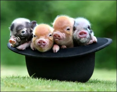How many little pigs are there?