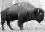 What is this animal ?