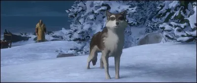 Which animals can be seen in Jack London's novel Croc-Blanc?