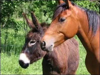 Which animal is Stewball sung by Hugues Aufrey in the 60s?