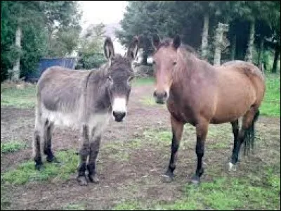 Which animal is translated as donkey?