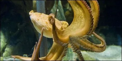 Why did Paul the octopus become famous in 2008 and 2010?