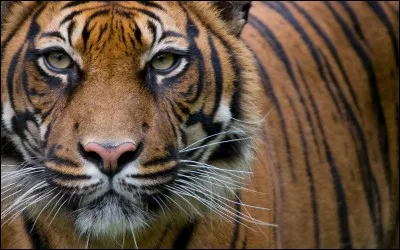 Which of these cartoon characters is not a tiger?