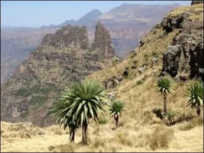 What color is the star in the center of the Ethiopian flag?