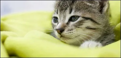 What is the French name of this animal?