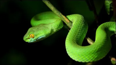 What is the French name for "snake"?
