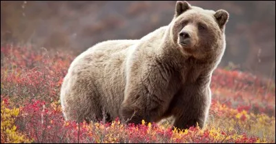 What is the English name for "ours"?