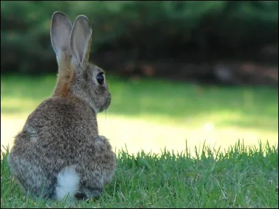 In Spanish, what is the name of this animal?