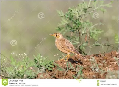 All that glitters is not gold, so don't be fooled by this word!