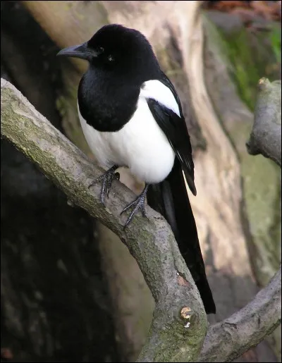 True or false? In New York parks, you can see many magpies.