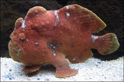 What is special about frogfish?