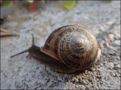 True or false? Snails got teeth.
