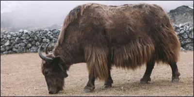 True or false? The female yak produces a purple milk.