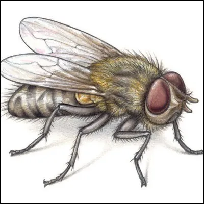 True or false? Flies have cuppings on their legs.