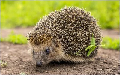 True or false? Hedgehogs are born with quills.