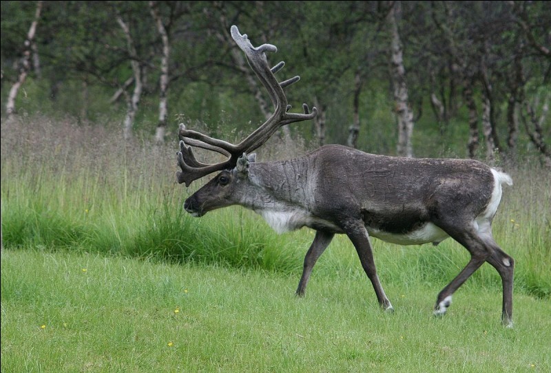 True or false? Prehistoric men hunted reindeer.