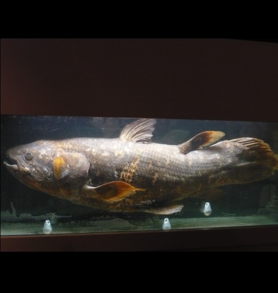 Which animal is the coelacanth, a species already existing 350 million years ago?