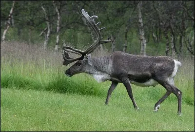 True or false? Prehistoric men hunted reindeer.