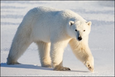 How do polar bears do to find food?