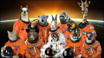 What was the first animal to go into space?