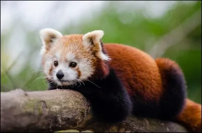 How do red pandas sleep according to the temperature?
