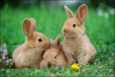 True or false? The rabbits pull out their hair to nest their babies.