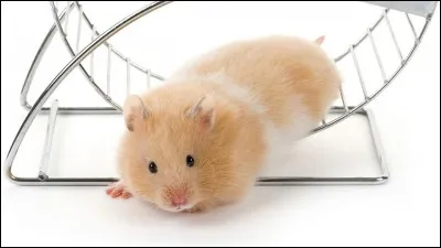 True or false? Hamsters hide their food in their jowls.