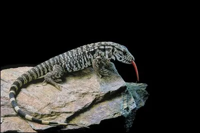 True or false? Ginkgo biloba is a species of lizard that existed well before the dinosaurs.