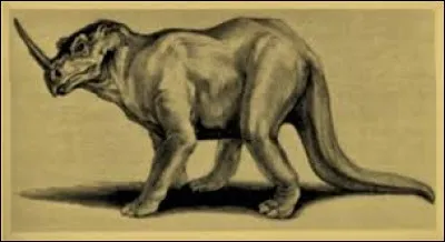 What is the name of this creature ?