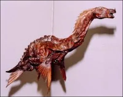 What is the name of this creature ?