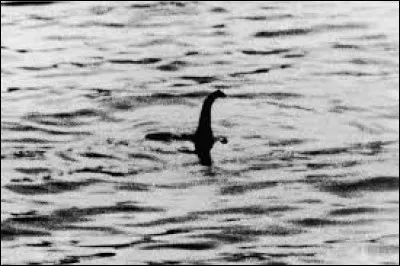 What is the name of this creature ?